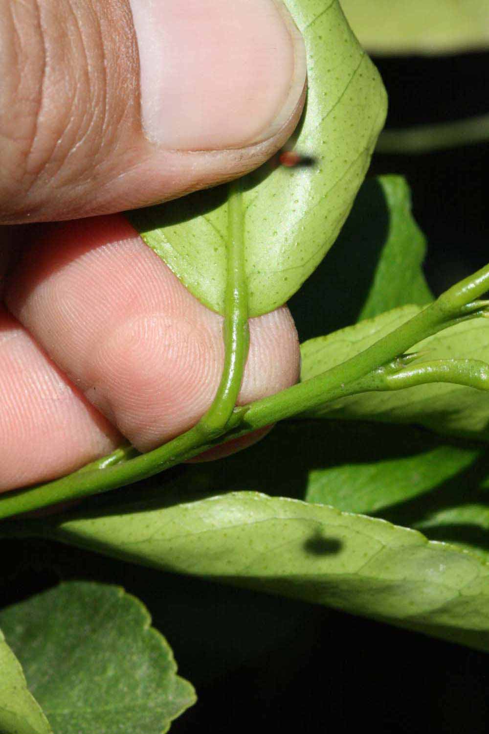              Petiole (Riverside, CA)       